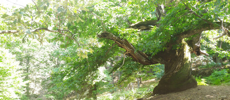 arbre